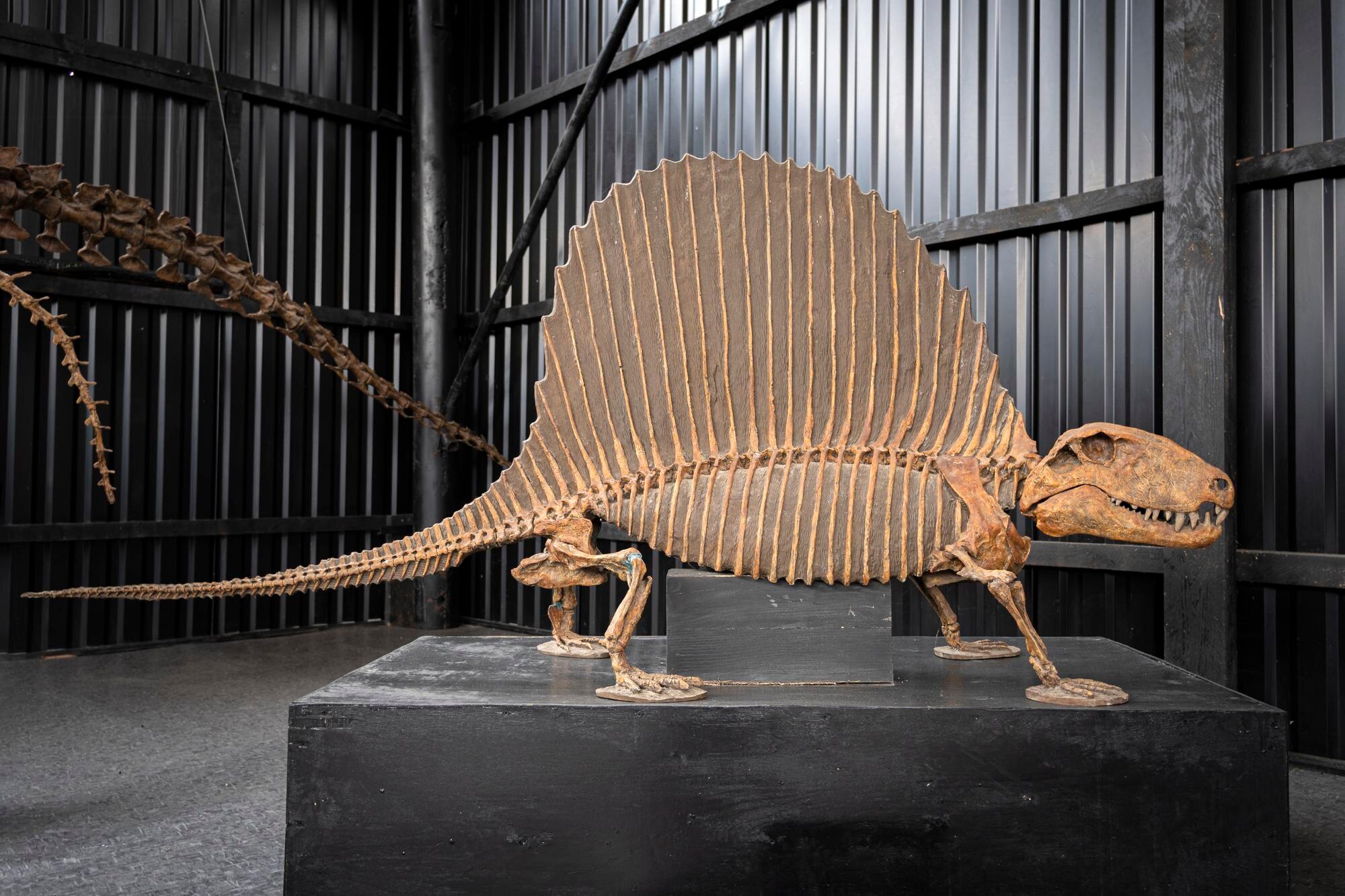 Illustrationsbild: generiskt dinosaurieskelett på museum. Bilden visar inte Diplodocus-fossilen från El Castellar i Spanien.