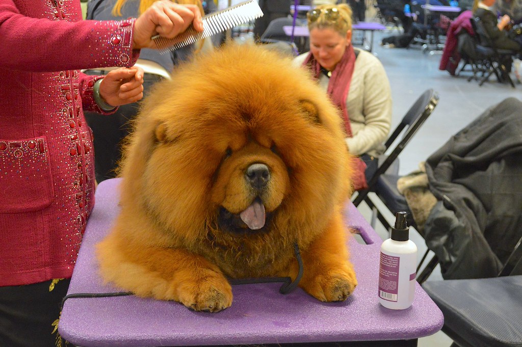 Hund som förbereds inför en hundutställning, illustration till European Dog Show 2026 i Stockholm